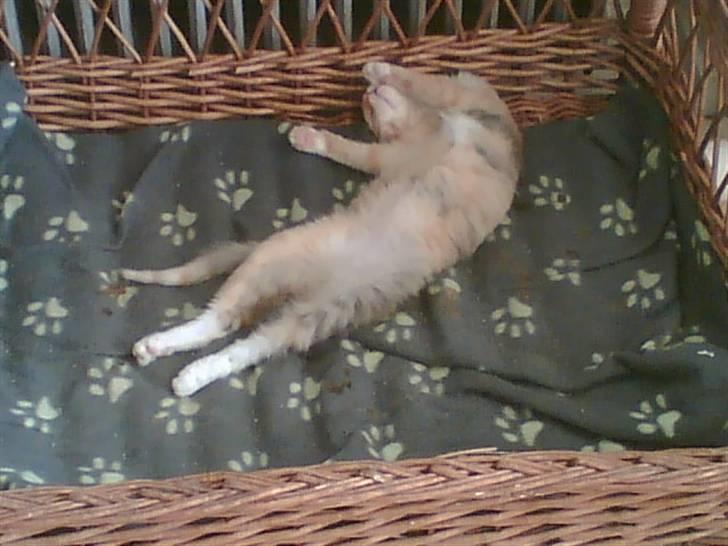 Blanding af racer Miauritz *R*I*P* 26/11-09 - ahhhh,dejligt at ligge her og strække ud billede 9