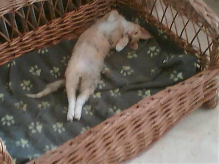 Blanding af racer Miauritz *R*I*P* 26/11-09 - så stor er jeg billede 10