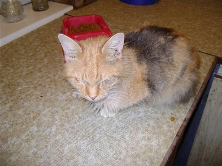 Blanding af racer Miauritz *R*I*P* 26/11-09 - pyha,er en træt Miauritz billede 11