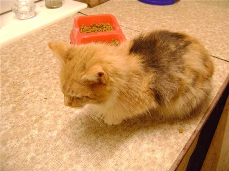 Blanding af racer Miauritz *R*I*P* 26/11-09 - nu er jeg mæt,dejligt med lidt mam billede 12