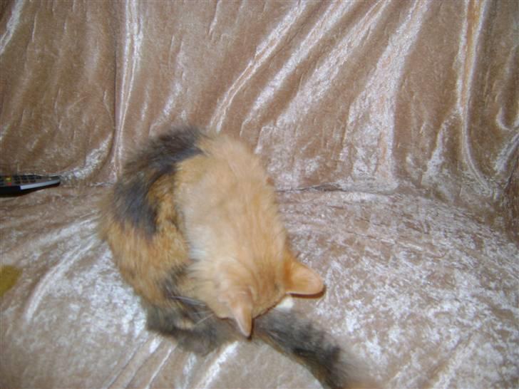 Blanding af racer Miauritz *R*I*P* 26/11-09 - så er det vaske tid billede 13