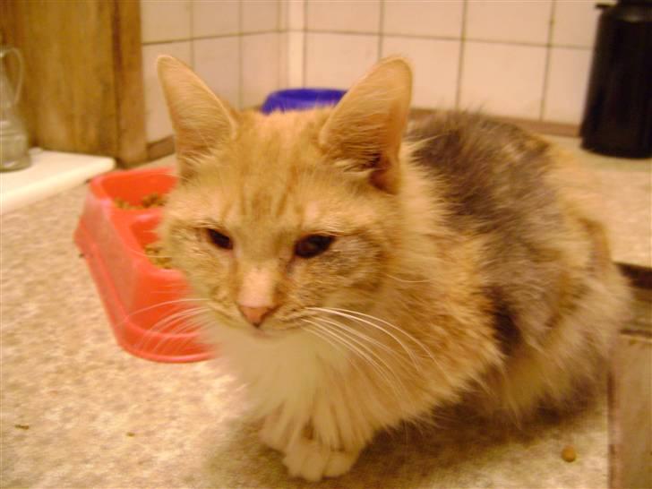 Blanding af racer Miauritz *R*I*P* 26/11-09 - ved godt at jeg er en fin mis billede 14