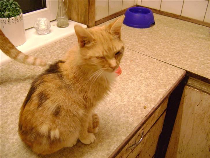 Blanding af racer Miauritz *R*I*P* 26/11-09 - man har da heller ikke fred for det kamera billede 15