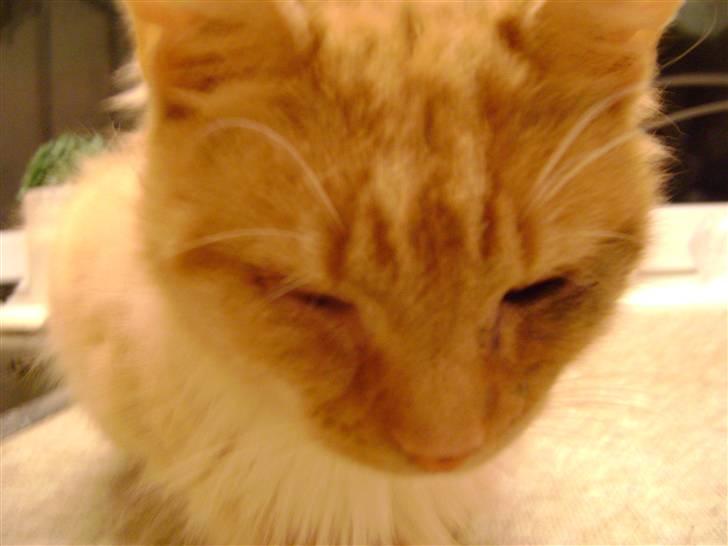 Blanding af racer Miauritz *R*I*P* 26/11-09 - kan næsten ikke mere i dag billede 16