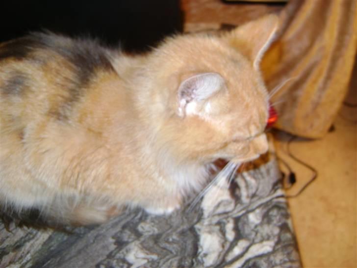 Blanding af racer Miauritz *R*I*P* 26/11-09 - nu skal det gøre godt med en på misseøjet billede 17