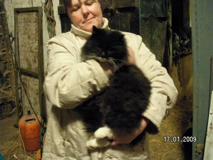 Maine Coon Futte billede 7