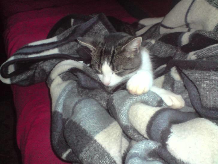 Huskat Caroline billede 1