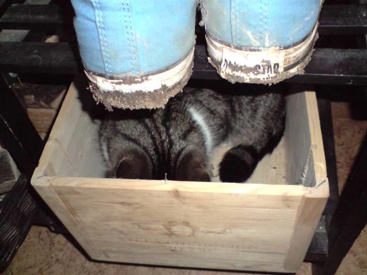 Huskat Caroline billede 2