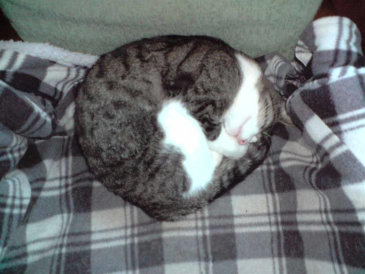 Huskat Caroline billede 3