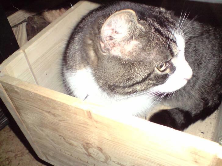 Huskat Caroline billede 4