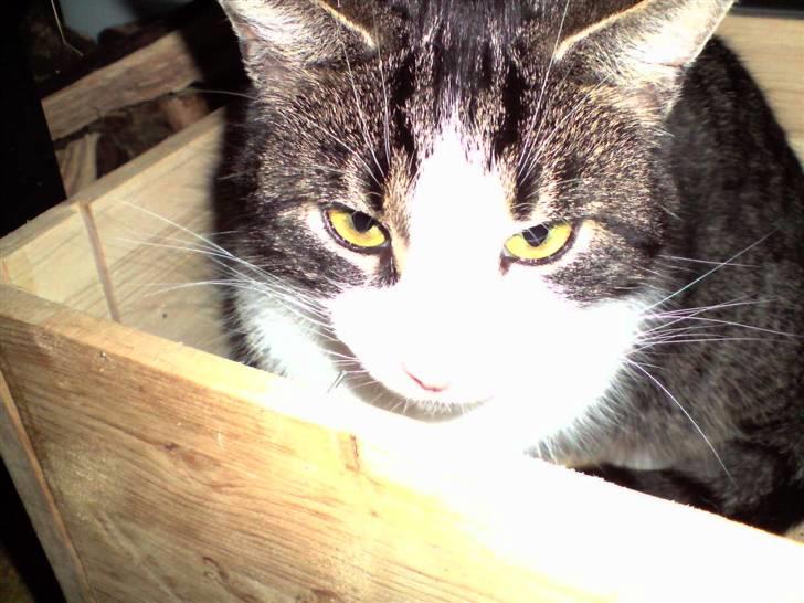 Huskat Caroline billede 5