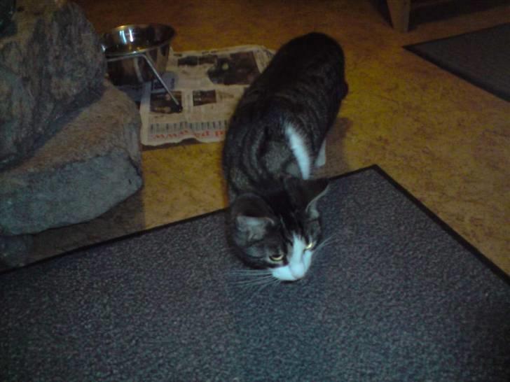 Huskat Caroline billede 6