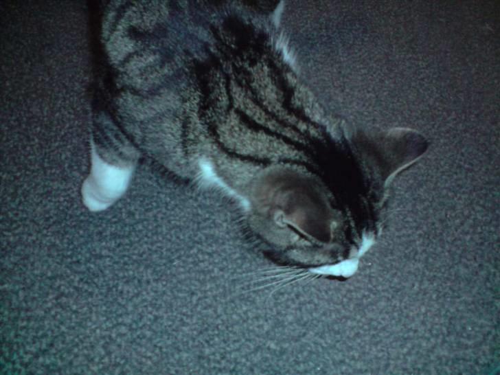 Huskat Caroline billede 7