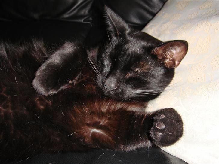 Huskat Sambo =') billede 14