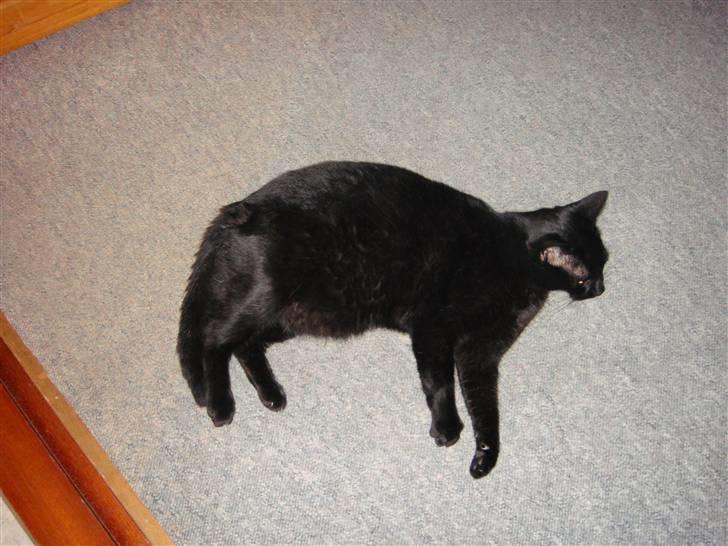 Huskat Sambo =') billede 15