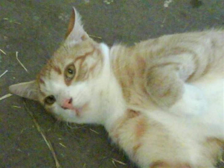 Huskat Skøttesmindes Mikkel - NYT Mikkel der er sød. billede 6