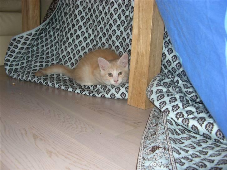 Blanding af racer Mille billede 1