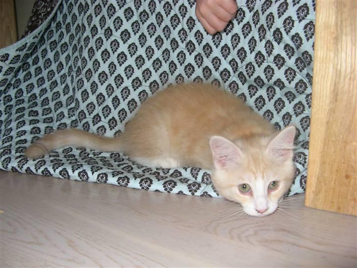 Blanding af racer Mille billede 2