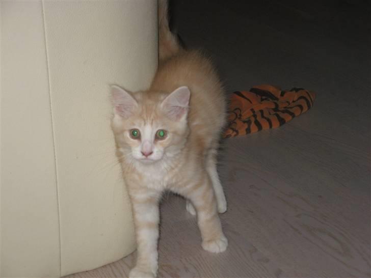 Blanding af racer Mille billede 3