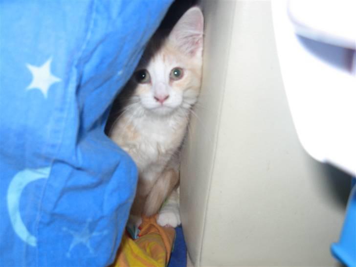 Blanding af racer Mille - Så er Mille endelig kommet hjem til os og ser tingene lidt an fra et trygt sted. billede 4