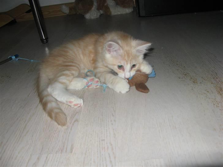 Blanding af racer Mille billede 5