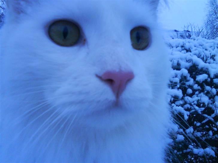 Maine Coon Fået nyt hjem </3 - Her er jeg konge !  billede 1