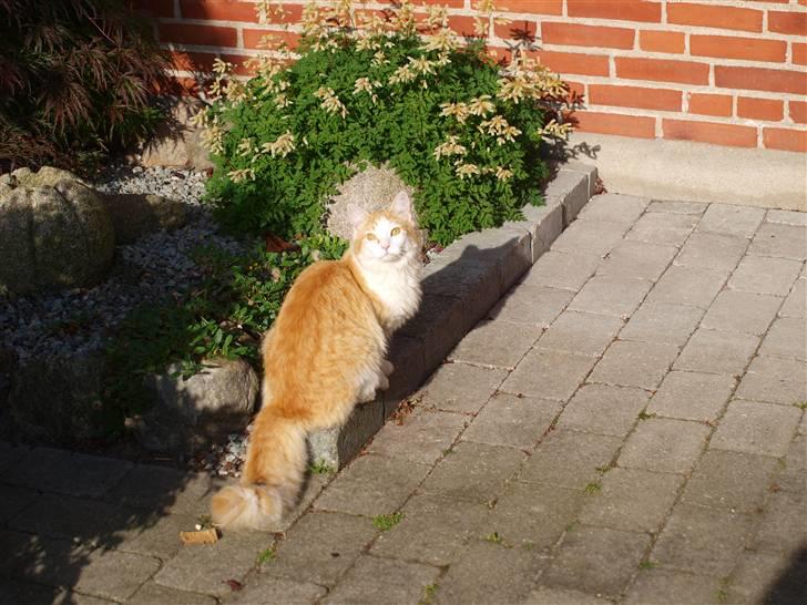 Blanding af racer Mille - Mille - 8 mdr. gammel billede 1