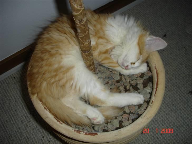 Blanding af racer Mille - Her er en af Milles første dage i hendes nye hjem. 3 mdr billede 2