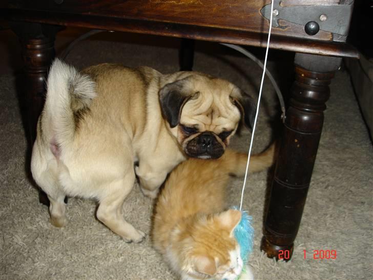 Blanding af racer Mille - I leg med Tyson og legetøj billede 3