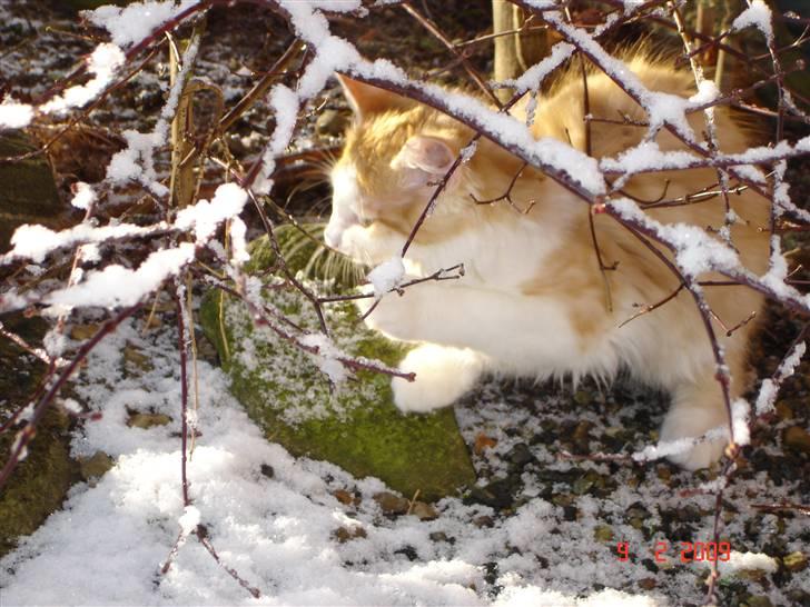 Blanding af racer Mille billede 4