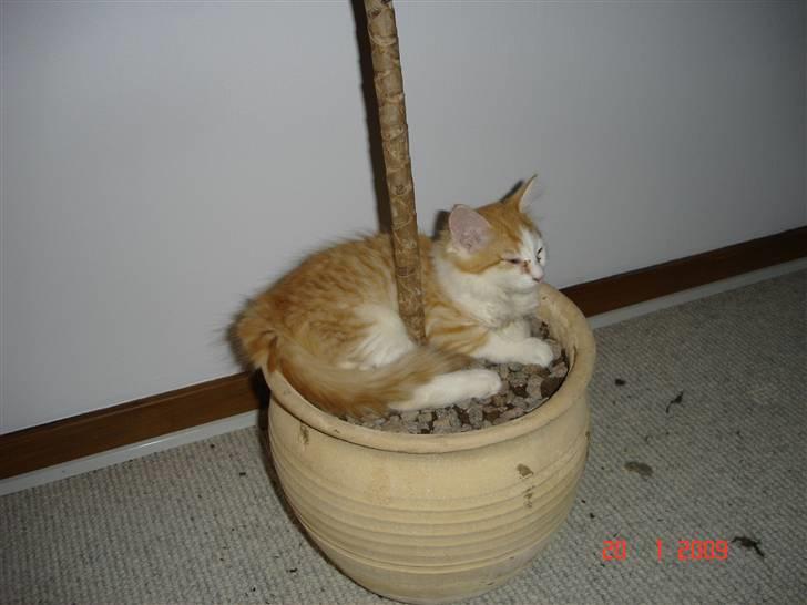 Blanding af racer Mille billede 5