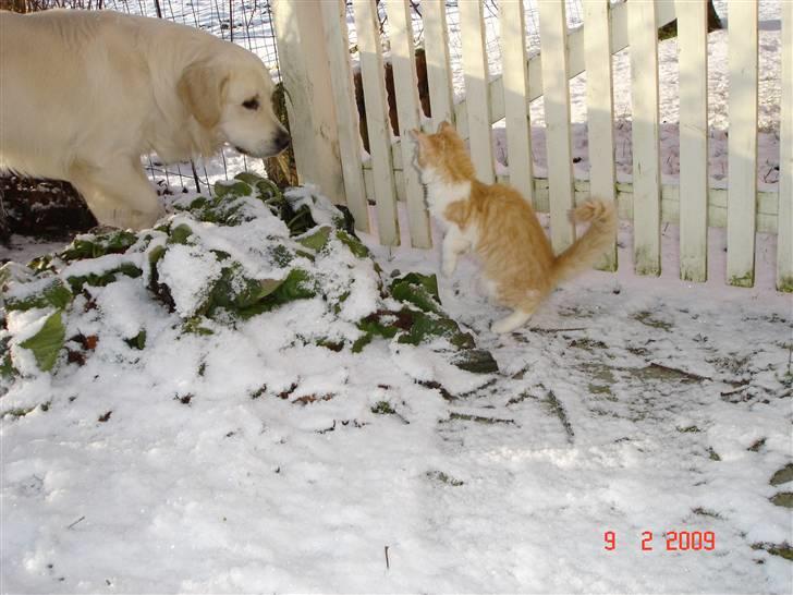 Blanding af racer Mille billede 6