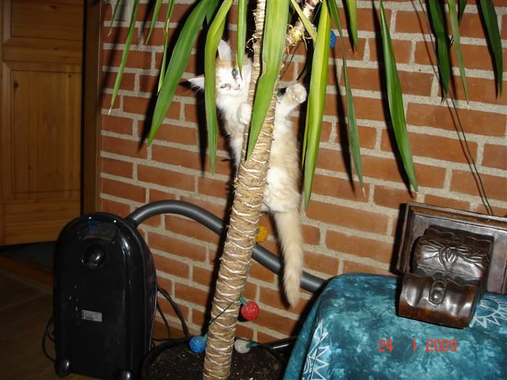 Blanding af racer Mille - Hun elsker palmer!!! billede 7