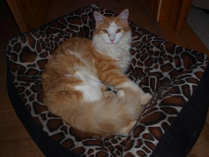 Blanding af racer Mille billede 8