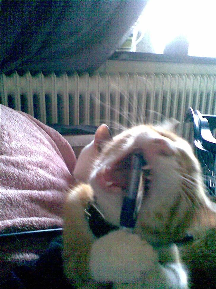 Huskat Rollo billede 7