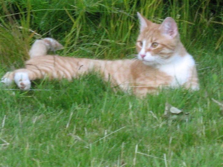 Huskat Rollo billede 8