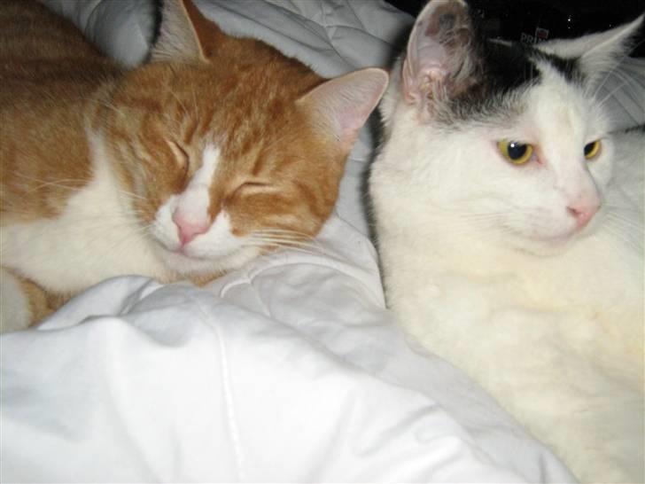 Huskat Rollo billede 9