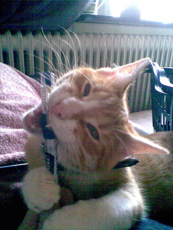 Huskat Rollo billede 10