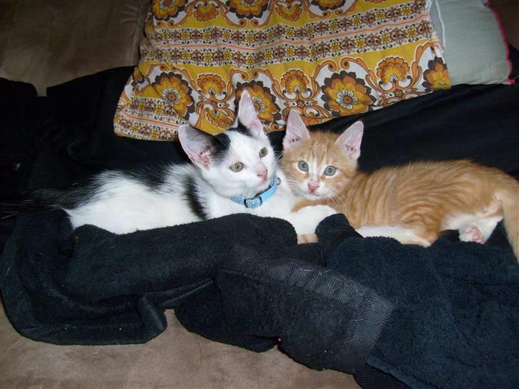 Huskat Rollo billede 11