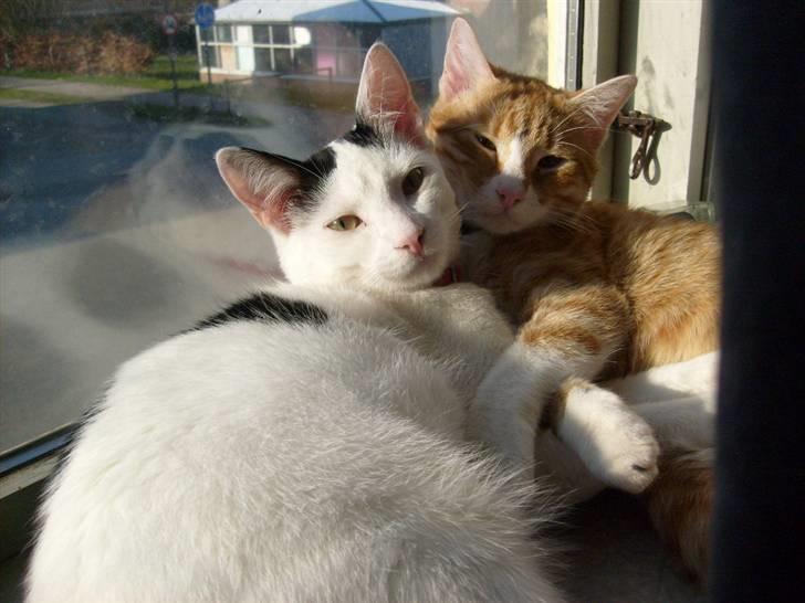 Huskat Rollo billede 12