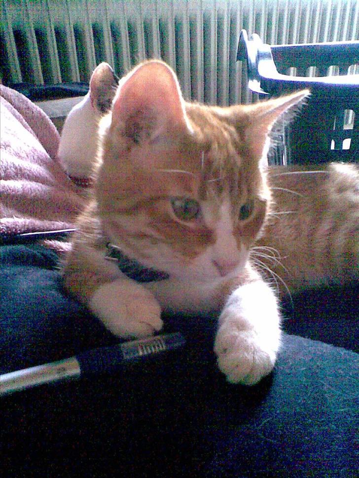 Huskat Rollo billede 13