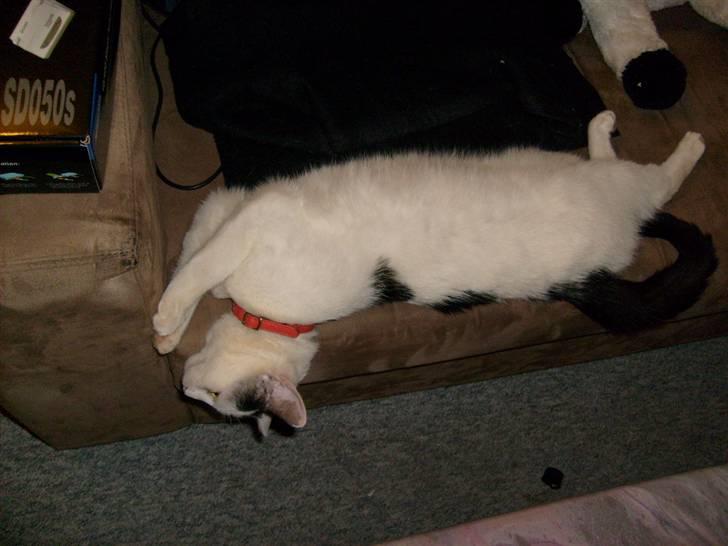 Huskat Lucifer billede 8