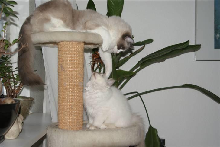 Ragdoll  Bertram (Niro)      billede 17