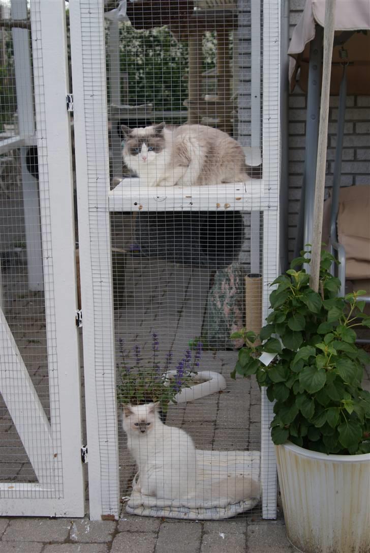 Ragdoll  Bertram (Niro)      billede 18