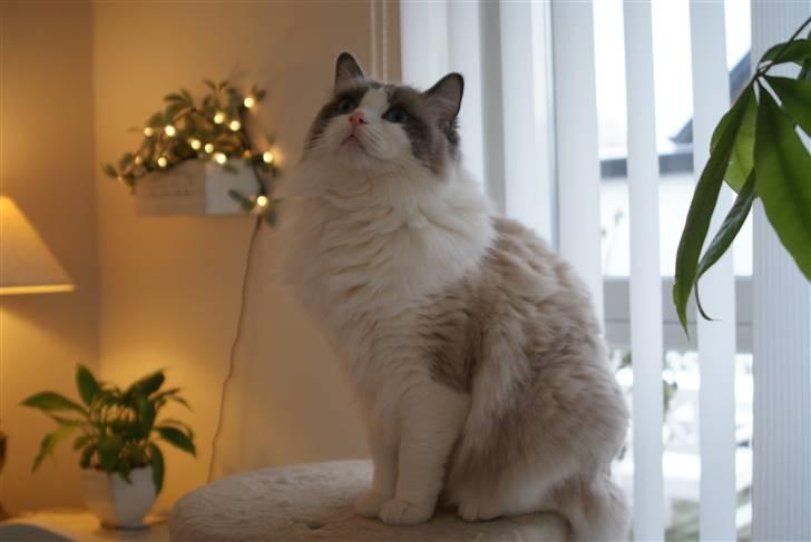 Ragdoll  Bertram (Niro)      billede 19