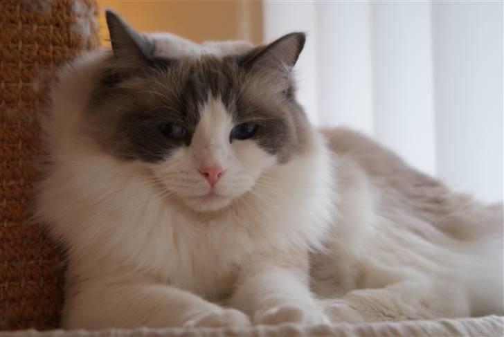 Ragdoll  Bertram (Niro)      billede 20