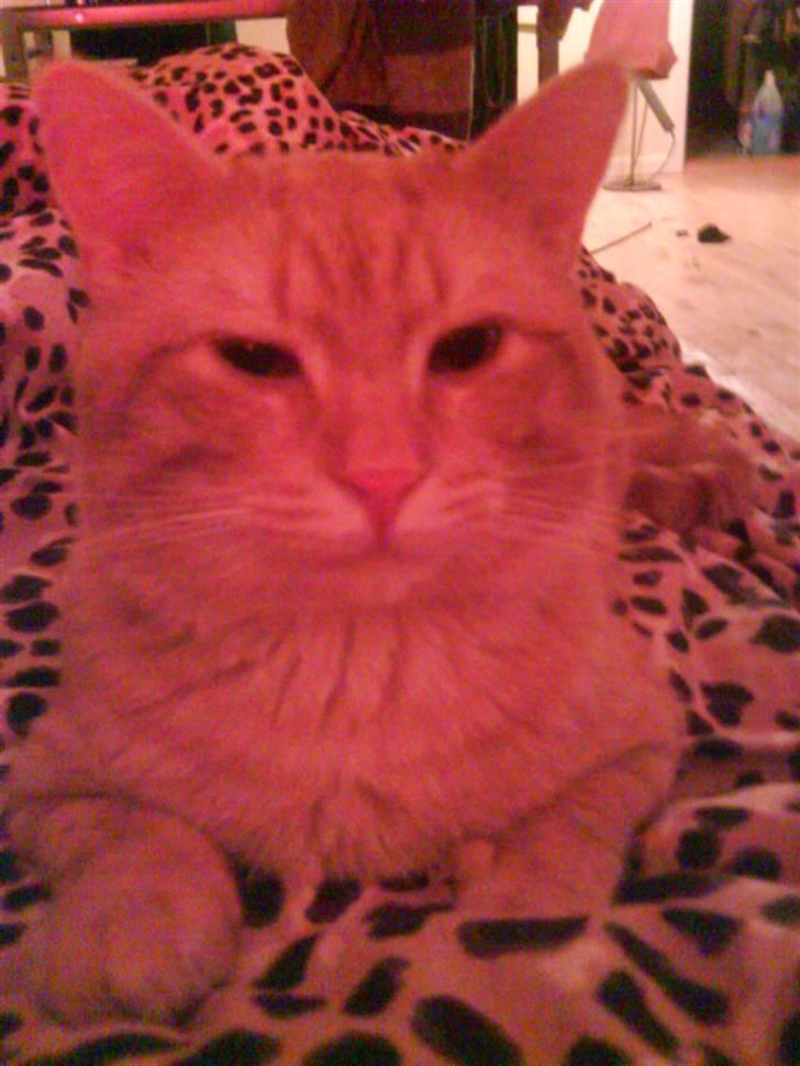 Huskat Tukkert - Tukkert når han slapper af.. :) billede 1