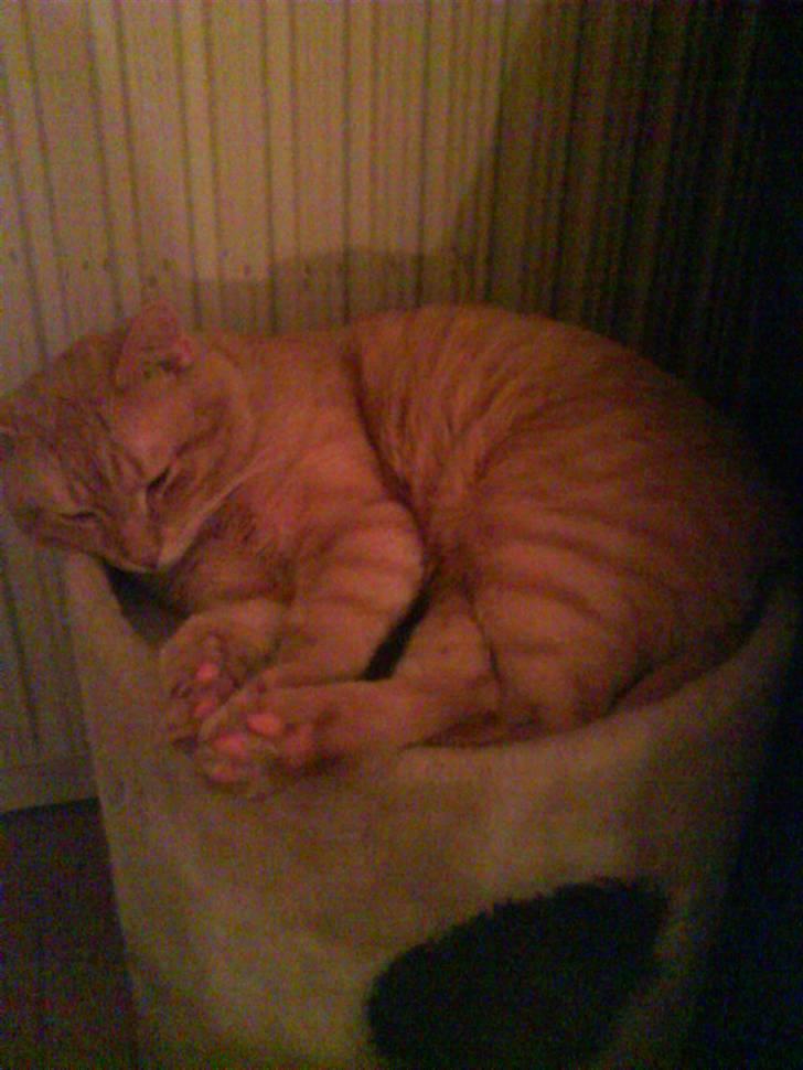 Huskat Tukkert - Tukkert der ligger og sover på sit hus.. billede 2