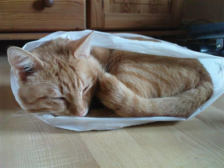 Huskat Tukkert - Tukkert ligger i en pose og sover.. billede 3