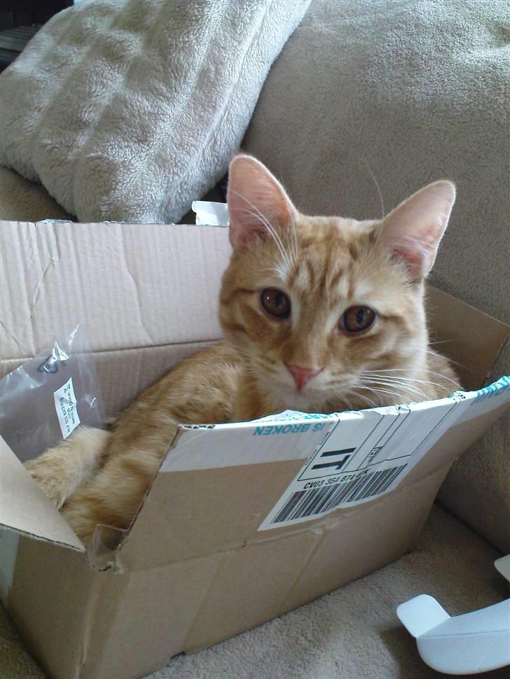 Huskat Tukkert billede 4